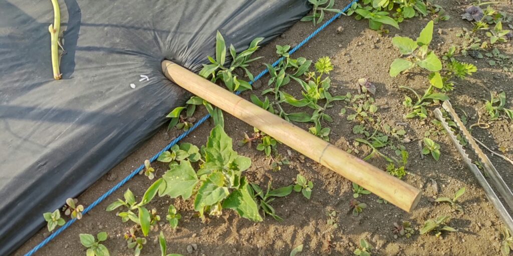 サツマイモ植え…棒を刺す